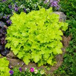 Heuchera hybridná (Heuchera hybrida) ´LIME MARMELADE´® - kont. C1L